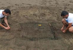 Dalyan'da sezonun ilk caretta caretta yuvası belirlendi