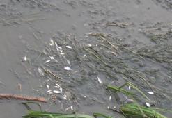 Amasya'da, Yeşilırmak'ta balık ölümleri meydana geldi