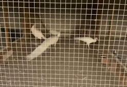 Sakarya’da 102 egzotik hayvan ile 5 dondurulmuş hayvan ele geçirildi; 1 gözaltı