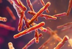 Florida’da tüberküloz vakası tespit edildi