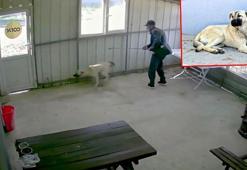 Köy kahvesinde bakılan köpeği bastonuyla darbetti; o anlar kamerada