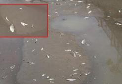 'Yeşilırmak'ta oksijen tükenmesinden dolayı balıklar ölüyor'