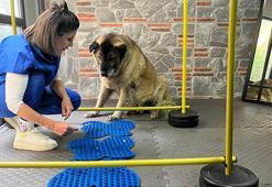 3 ayda 10 kilo veren obez köpek 'Duman', sahiplenmeyi bekliyor