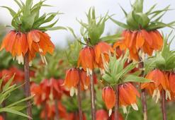 Karlıova’da ‘ters laleler’ çiçek açtı