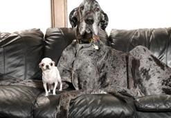 Dünyanın en büyük ve en küçük köpekleri bir araya geldi