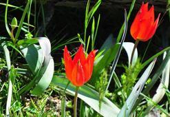 10 gün canlı kalabilen Manisa laleleri açtı, koparmanın cezası 557 bin TL