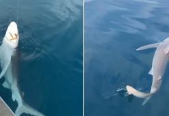 Amatör balıkçının oltasına kum köpek balığı takıldı