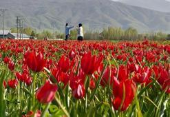 Muş Ovası, lalelerle kırmızıya büründü