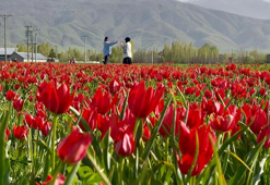 Muş Ovası, lalelerle kırmızıya büründü
