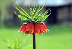 Yüksekova'da ters laleleri jandarma ekipleri koruyor