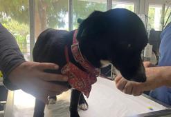 Sokağa atılan Rus finosuna yeni yuva