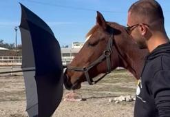 Köpek eğitiminde kullanılan ‘clicker’ ile atları eğitiyorlar