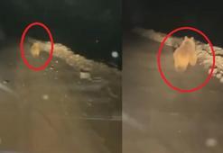 Yaylaya inen ayı, arı kovanlarını parçaladı