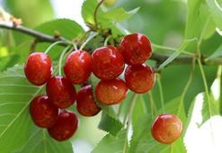 Oltu'da 'misafir kirazı'nda hasat zamanı