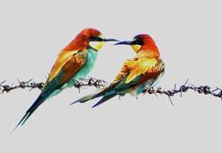 140 türe ev sahipliği yapan İron Sazlığı'nda kuş manzaraları