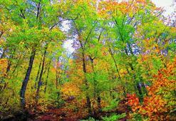 Çanakkale'de ormanlara girişler 1 Haziran'dan itibaren yasaklandı