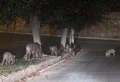 Muğla'da yaban domuzlarıyla mücadele kararı