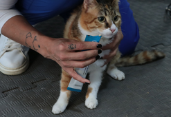 Depremzede kedi 'Defne'ye, 2 yıldır yuva aranıyor