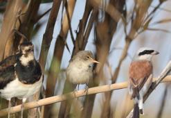 Hatay'daki Milleyha Sulak Alanı'nda bu yıl 12 yeni kuş türü gözlendi