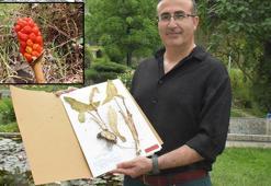 Yeni keşfedilen bitki türü 'Milleyha tirşiği' risk altında