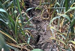 'Yağmur yağmazsa Trakya'da tarihin en büyük kuraklığı yaşanacak'