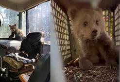 İş makinesinin içerisine giren yavru bozayı kamerada