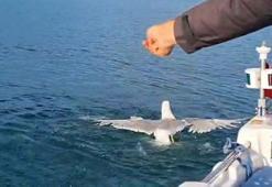 Amatör balıkçı oltasına dolanan martıyı kurtarıp, özgürlüğüne kavuşturdu