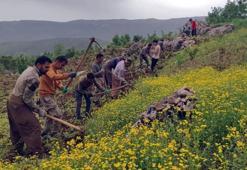 Üzüm bağlarında imece usulü budama