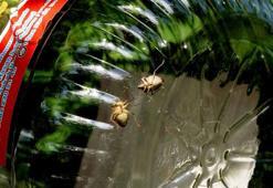 Fındığın kabusu kahverengi kokarcaya karşı 'hunili tuzak' devrede