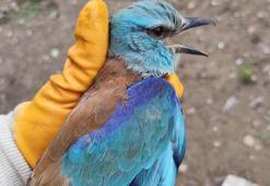 Sırbistan'da halkalanan gökkuzgun Denizli'de yaralı bulundu