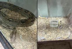 Yasa dışı egzotik hayvan bulunduran şüphelilere 472 bin TL ceza