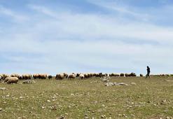 Tunceli'de ‘Şafaklılar’ın 3 bin rakımlı yaylalara yolculuğu başladı