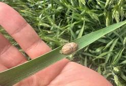 Üreticiye en çok zararı veren sünenin yumurtlama anı kamerada