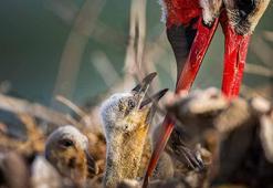 Yaren leyleğin 4 yavrusu da yumurtadan çıktı