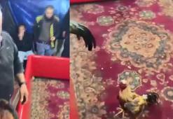 Beykoz'da horoz dövüştürenlere baskın: 194 bin 187 lira para cezası