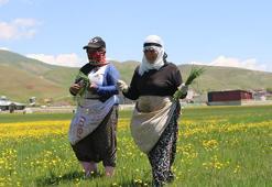 Yüksekova'da kadınların pancar otu toplama mesaisi başladı