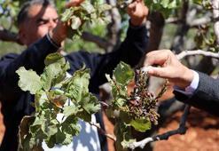 Antep fıstığında zirai don kaybı büyük