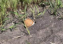 Edirne'de ayçiçeği tarlasında patlamamış top mermisi bulundu
