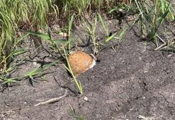 Edirne'de ayçiçeği tarlasında patlamamış top mermisi bulundu
