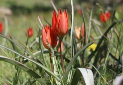 Her yıl 10 gün boyunca canlı kalabilen Manisa lalesi için genetik çalışma