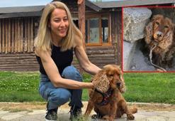 3 aydır kayıp köpeği Çilek'i ağaca bağlı halde buldu