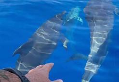 Yunuslar balıkçı teknesine eşlik ederken görüntülendi