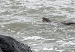 Tekirdağ kıyılarında su samuru görüntülendi