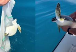 Misina ve çuvala dolanan yavru deniz kaplumbağasını balıkçılar kurtardı