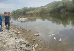 Çorum'da Kızılırmak Nehri'nde balık ölümleri