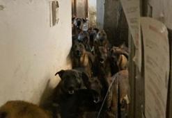 ABD’de tahliye edilen bir apartman dairesinde 48 köpek bulundu