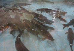 Bolu’da üretilen 5 milyon 230 bin yavru sazan, akarsulara bırakıldı