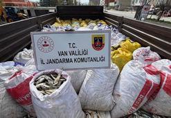 Van'da 3 ton 820 kilo inci kefali ele geçirildi