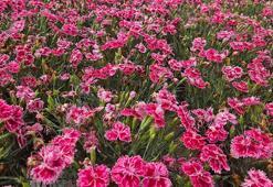 Türkiye'nin ilk yerli karanfillerinin yüzde 85'i ihraç ediliyor