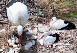 Köyü terk etmeyen 2 leylek, Anneler Günü’nde ‘anne’ oldu